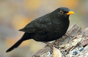 Blackbird-01