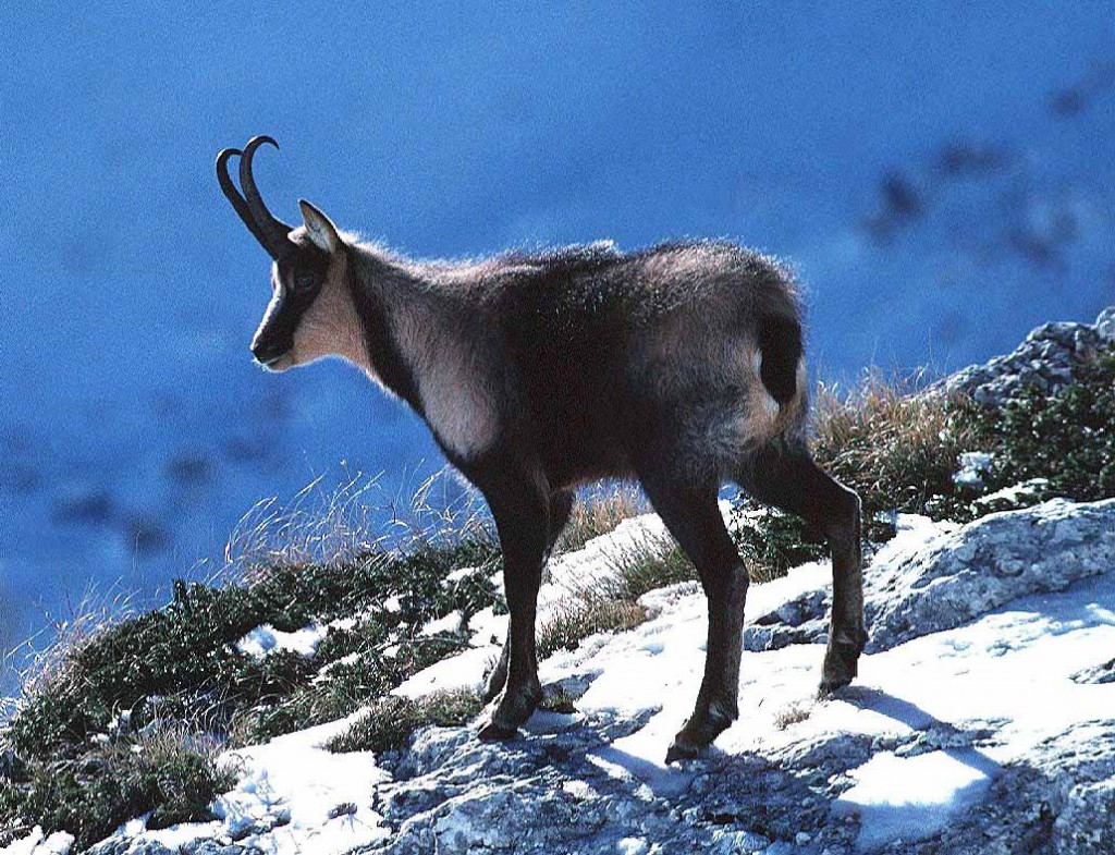appenine_chamois